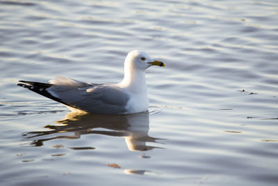 Adult ring-billed gull floating on the calm golden blue water of the st. lawrence river