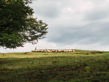 Distant unrecognizable male shepherd driving herd of sheep on grassy meadow against cloudy sky in picturesque countryside