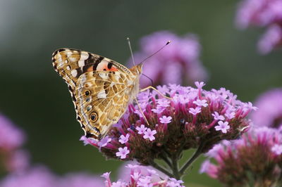 Close-up of butterfly on pink flower