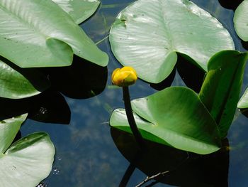 Close-up of lotus water lily on leaves