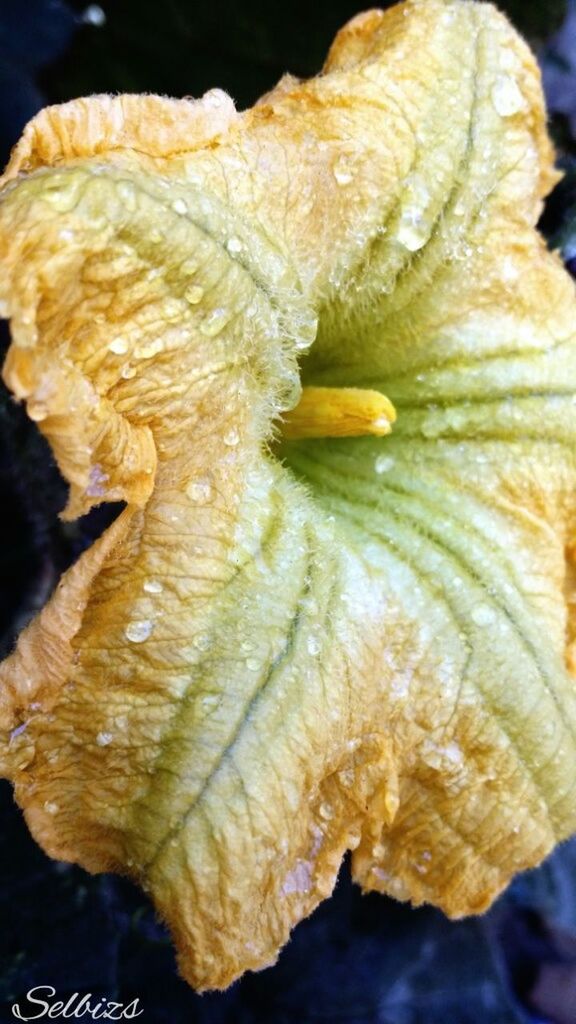 close-up, freshness, yellow, focus on foreground, nature, no people, natural pattern, fungus, food, beauty in nature, detail, mushroom, outdoors, day, orange color, selective focus, fragility, food and drink, flower, part of