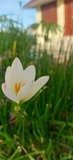 Close-up of white flower on field