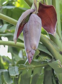 Close-up of red flowering plant