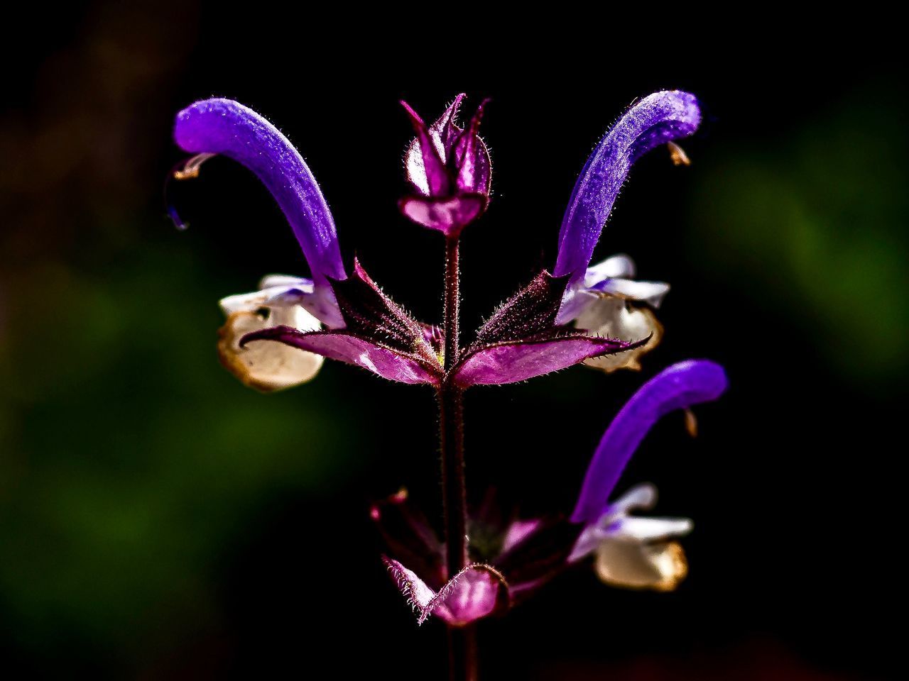 CLOSE-UP OF PURPLE FLOWERING PLANT