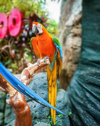 Close-up of parrot perching on tree