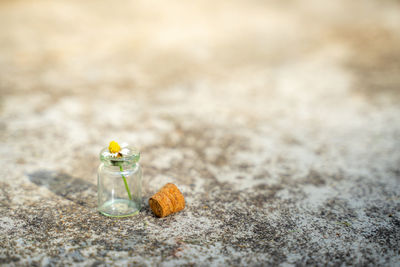 Close-up of white rose on sand