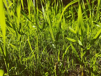 Close-up of crops growing on field