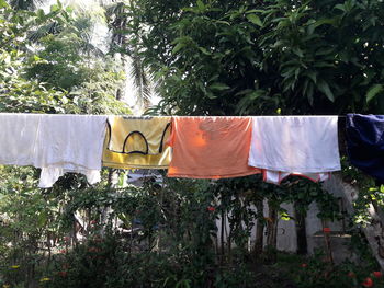 Clothes drying against plants in yard