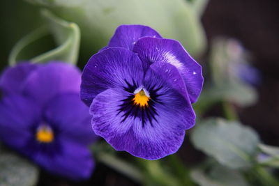 Close-up of purple flower