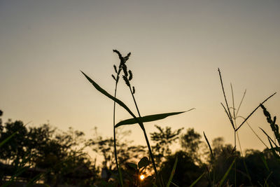 Close-up of silhouette plant against sky during sunset