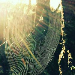 Close-up of spider web