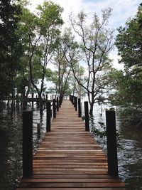 Wooden footbridge amidst trees in forest