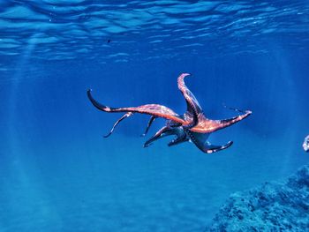 High angle view of octopus swimming in sea