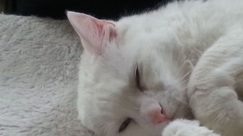 Close-up of cat sleeping