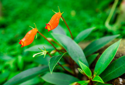 Close-up of orange leaf