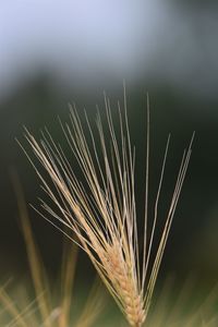 Close-up of stalks in field