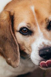 Close-up portrait of dog