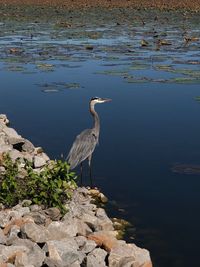 High angle view of heron on rock by lake