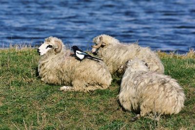 Magpie perching of sheep resting by river during sunny day