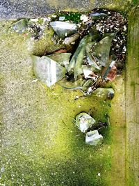 High angle view of leaf on grass