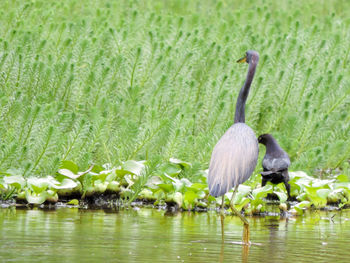 View of swans in water