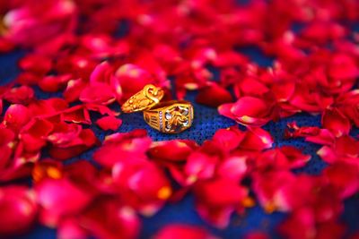 Close-up of red rose in garden