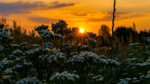 Plants growing on field against sky during sunset