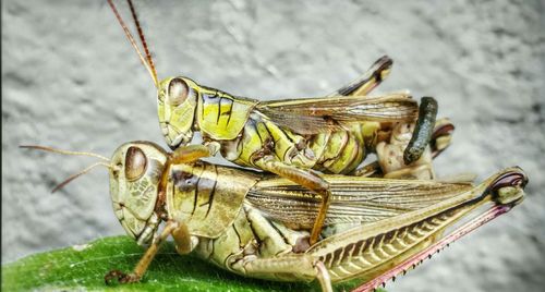 Close-up of grasshopper on wall