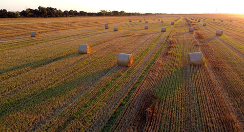 Hay bales on field