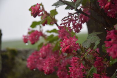 Close-up of pink flowers on tree