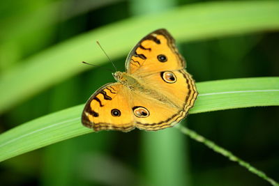 Orange butterfly close up on a green leaf