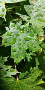 Close-up of water drops on leaf