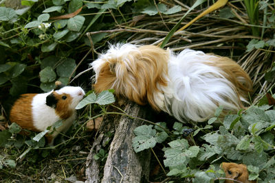 Guinea pigs sitting in the grass on a branch