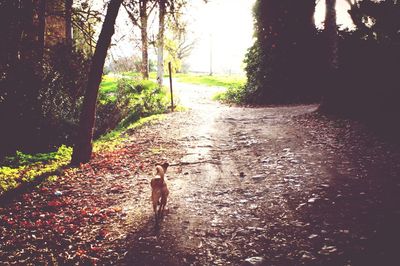 Dog in park