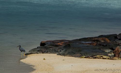 View of birds on beach