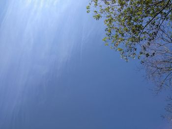 Low angle view of tree against blue sky