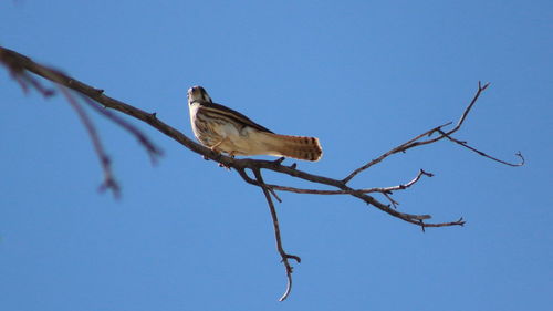 Bird on branch against clear blue sky
