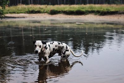 Dog in lake