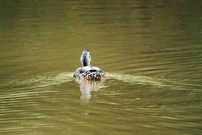 Birds swimming in lake