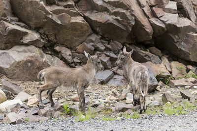 Two cute alpine ibex young siblings standing on rocks at the foot of a cliff looking at each other