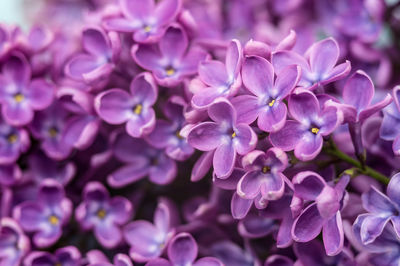 Lilacs in close-up. blossoms of lilacs. purple flowers. drops on flowers.