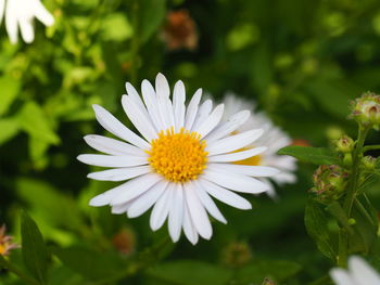 Close-up of white daisy flower