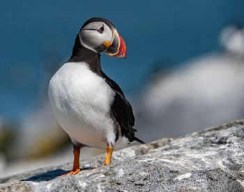 Close-up of bird perching on rock