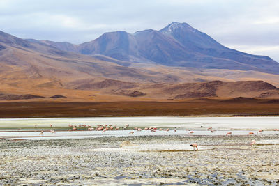 Panoramic view of lagoon laguna de canapa with flamingo at uyuni in bolivia,south america