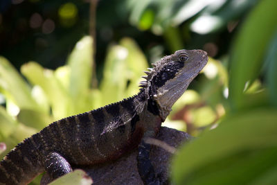 Close-up of iguana on stone amidst plants