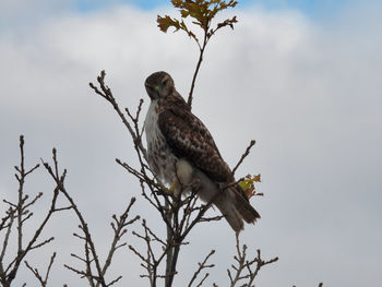 Low angle view of eagle perching on tree