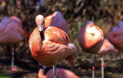 Close-up of plant against blurred background