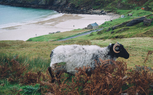 Sheep on field against sea