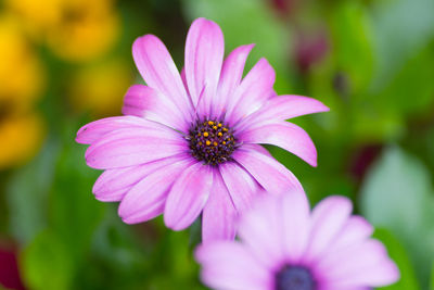 Close-up of pink flower