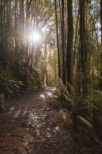 Sunlight streaming through trees at forest